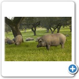 Joselito Iberian Pigs
